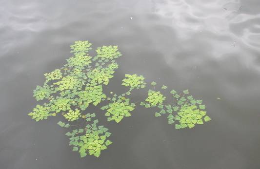 常见的水生植物有哪几种（分享24种常见的水生植物）