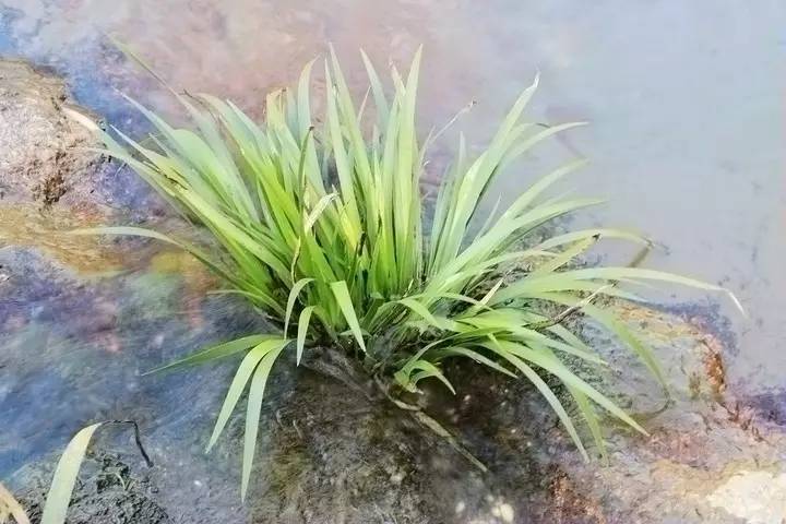 常见的水生植物有哪几种（分享24种常见的水生植物）