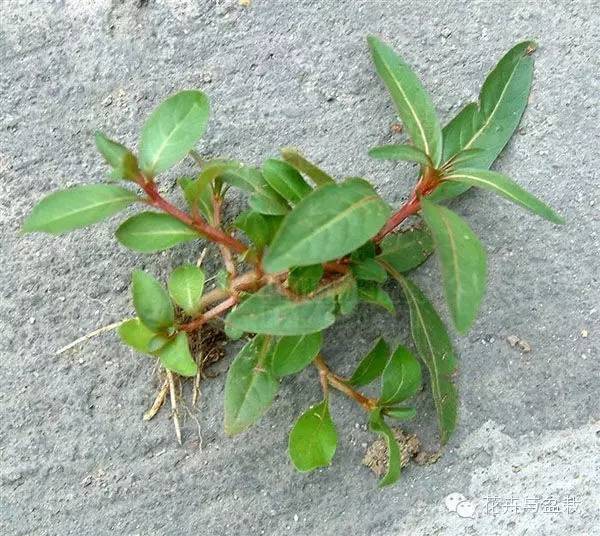 常见的水生植物有哪几种（分享24种常见的水生植物）