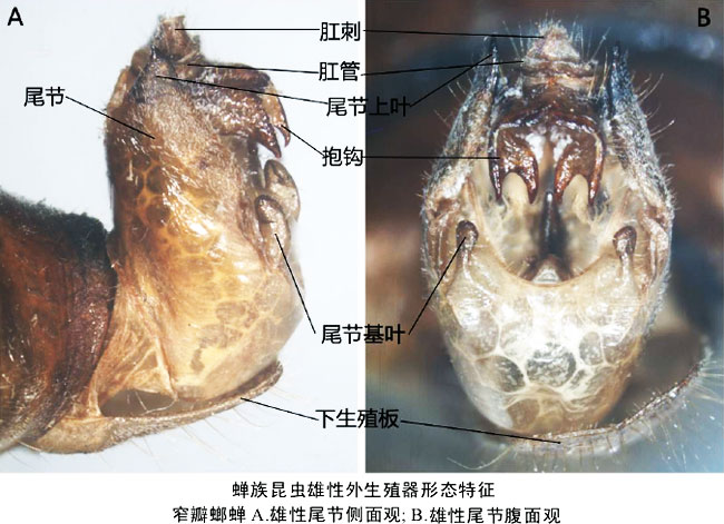 俩蝉先保证生殖器接触,然后保持140°~180°