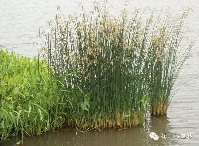 常见的水生植物有哪几种（分享24种常见的水生植物）