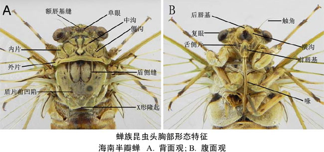 知了的特点知了的特点和本领