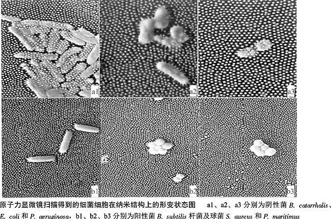 关于“知了”的那些事儿