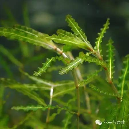 常见的水生植物有哪几种（分享24种常见的水生植物）