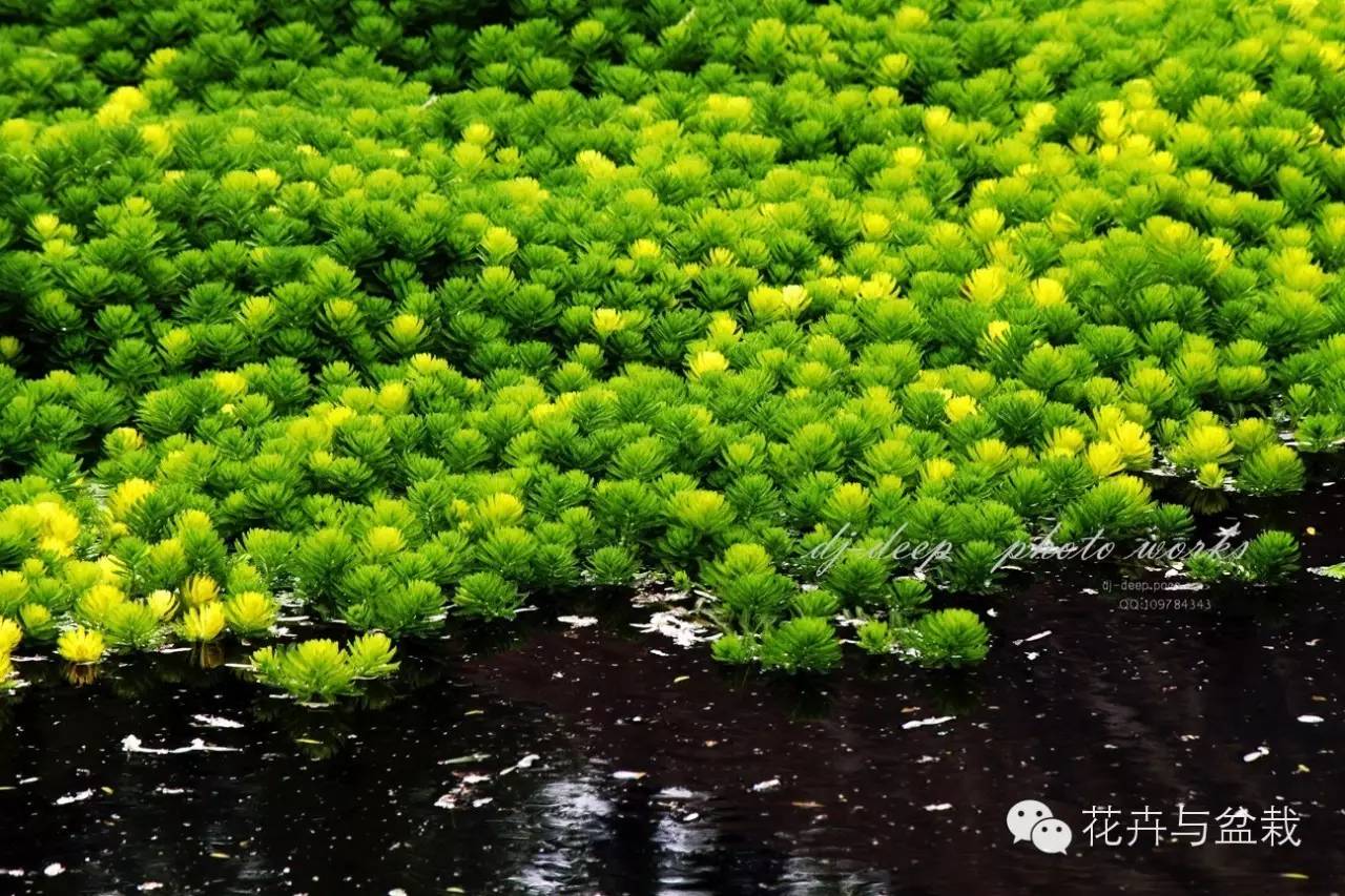 常见的水生植物有哪几种（分享24种常见的水生植物）