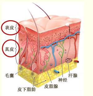 常识趴 | 这么多顽固皱纹是怎么形成的？如何去除？(上）