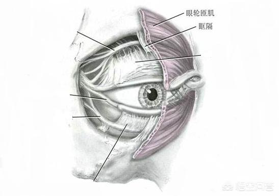 眼袋形成原因及长期不消对个人形象的影响