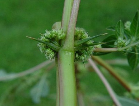 苋菜在农村叫什么名字（庄稼不被重视的野菜介绍）