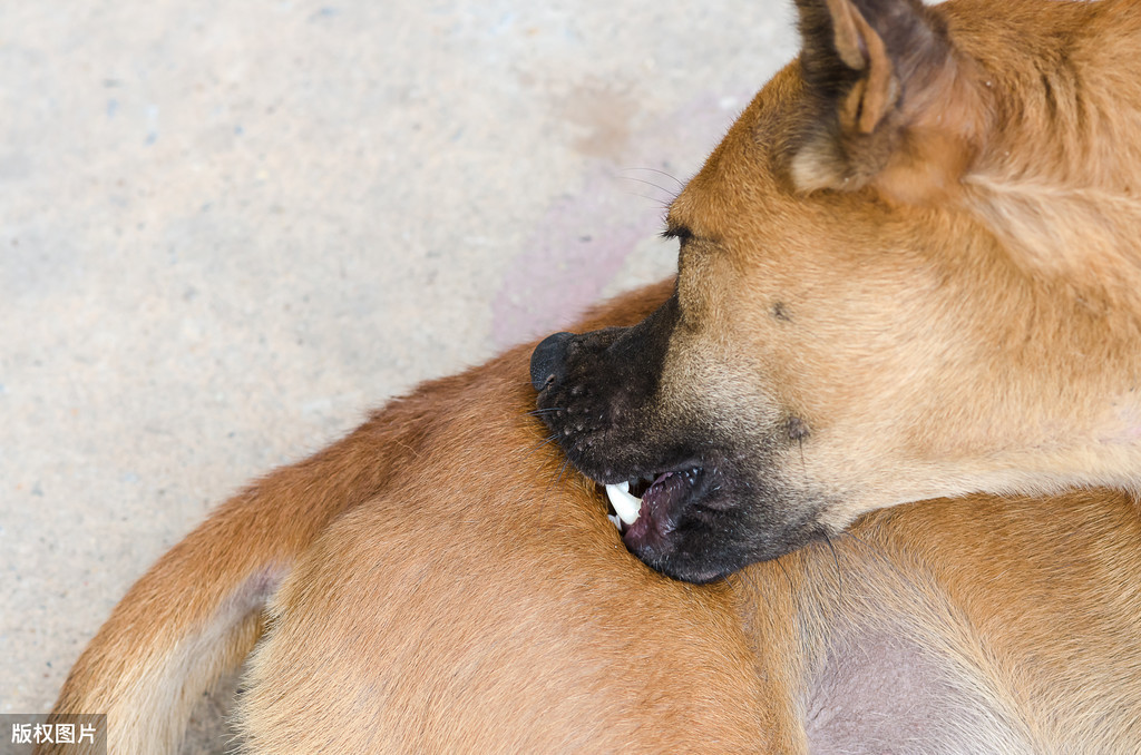 如何判断狗狗有虫？该如何给狗狗选择驱虫药？