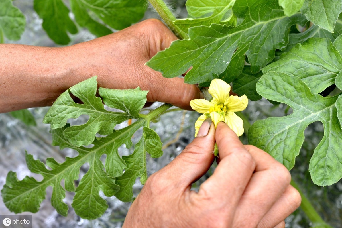 西瓜什么时候种植最好（西瓜的种植时间和方法）