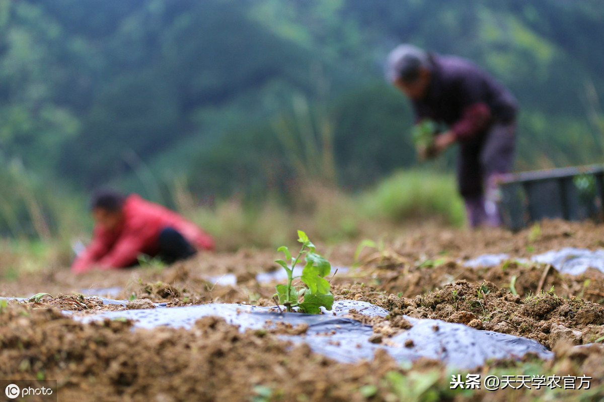 百香果种植技巧（手把手教你成为百香果的种植大师）