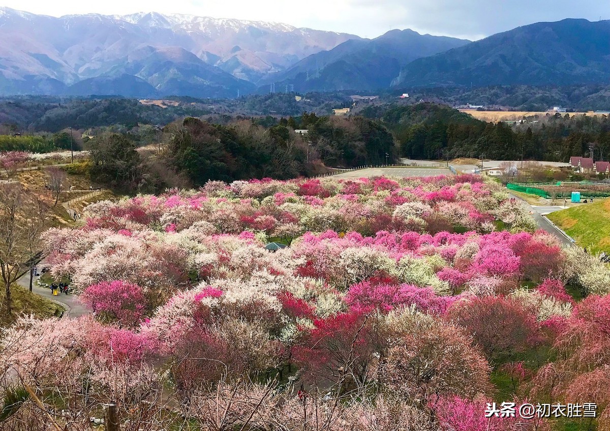 黄庭坚一首小词写春游，五种绿色一抹轻红，春是青春！