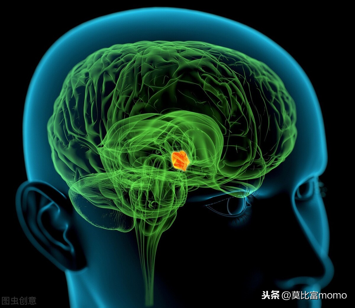 什么是内分泌？