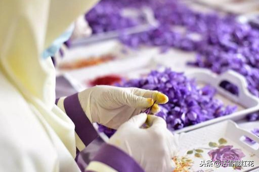 「科学研究」揭秘藏红花的22个益处——篇章1