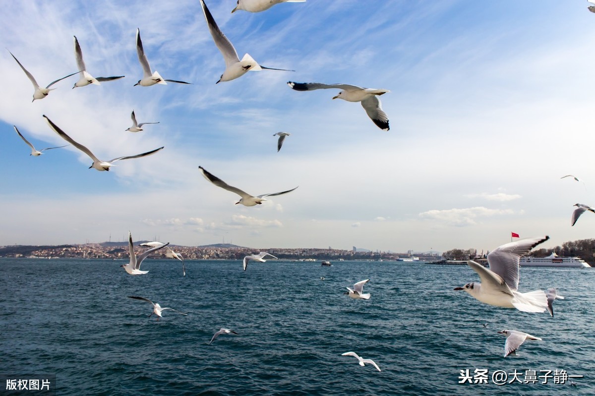 《海鸥乔纳森》：平凡的海鸥，却给我们诠释了自我成长的真谛