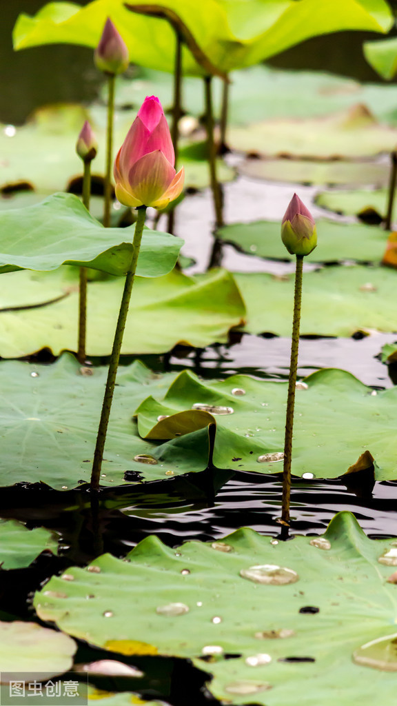 黄梅时节家家雨 青草池塘处处蛙 这是夏夜最动听的一首歌吗？