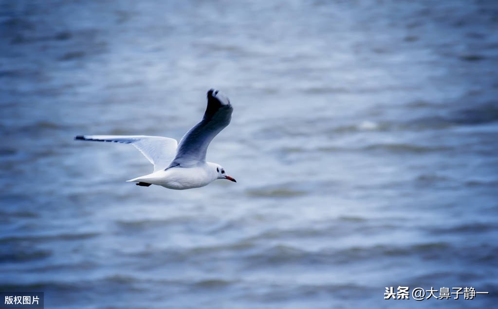 《海鸥乔纳森》：平凡的海鸥，却给我们诠释了自我成长的真谛