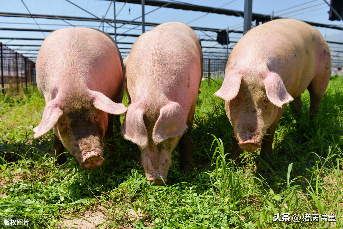 猪的养殖技术,生猪养殖技术