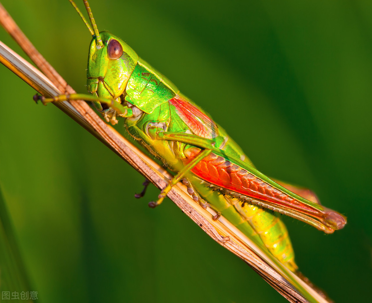 昆虫美食专辑：生活环境、美丽的昆虫、能吃的昆虫、8款昆虫美食
