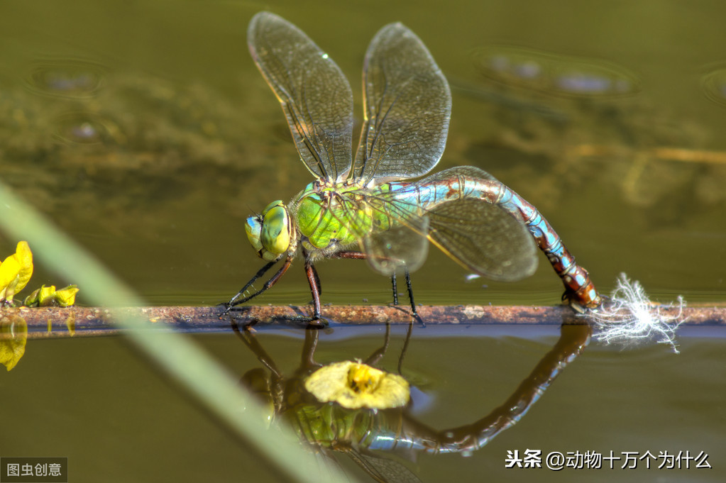 蜻蜓点水是为了什么（动物十万个为什么之蜻蜓点水）