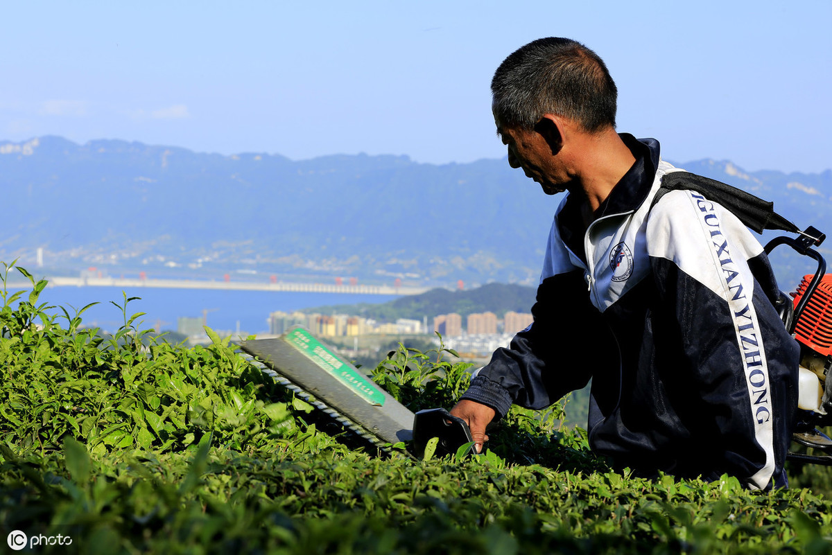 茶叶什么时候采摘最合适？采摘后如何管理茶园，才能增产增收？