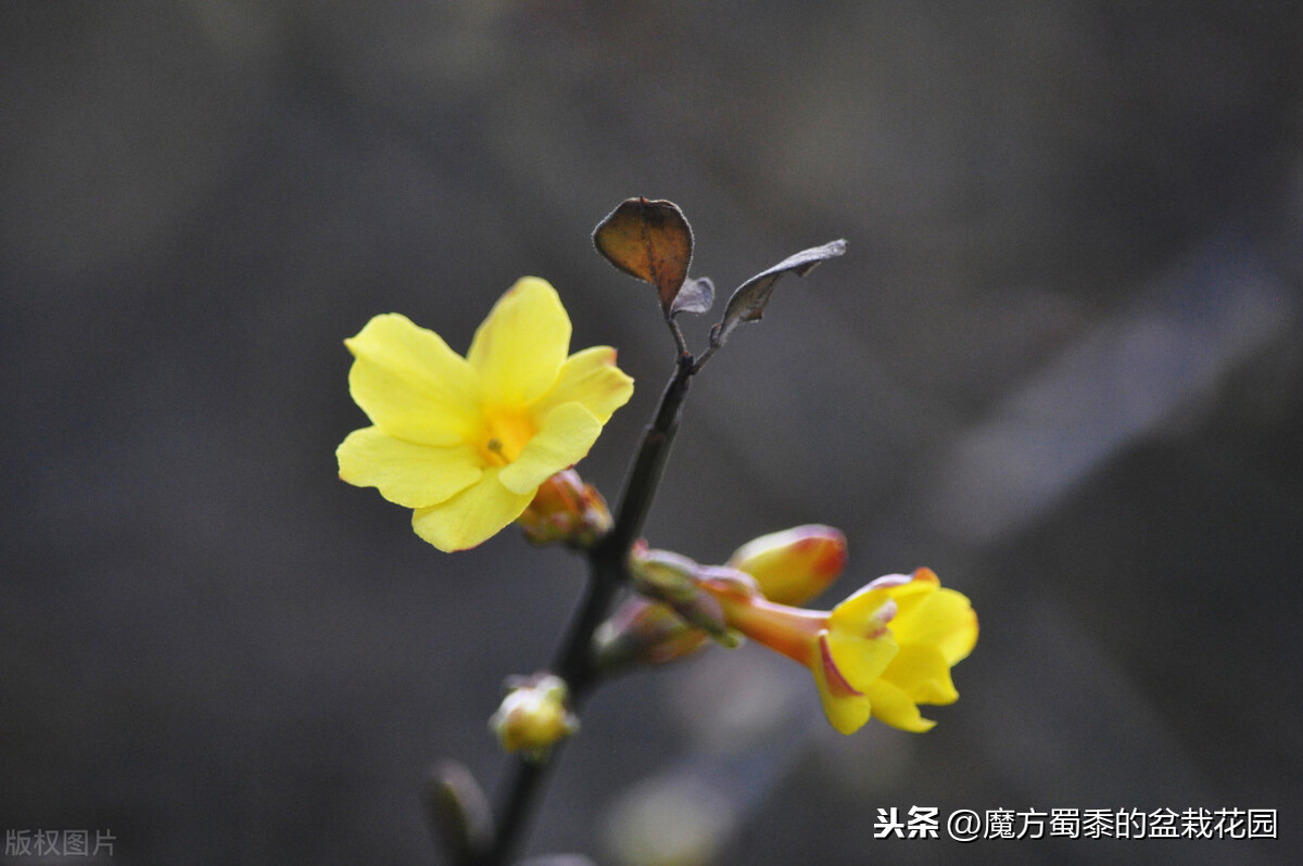 迎春花的花語和生長習性