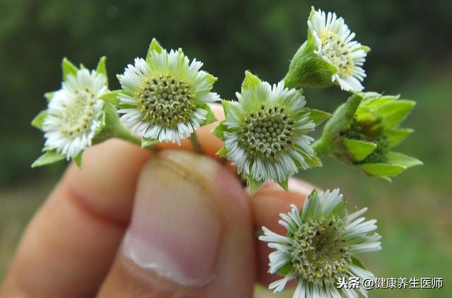 桃,核桃肉,胡桃仁,胡桃肉合歡花:絨線花,絨花樹,馬纓花,合歡米鶴草芽