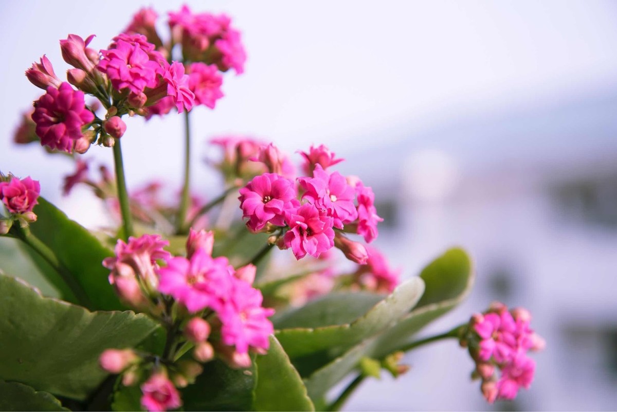 最喜欢买的广东年花品种（买这10种年宵花好看又好养）