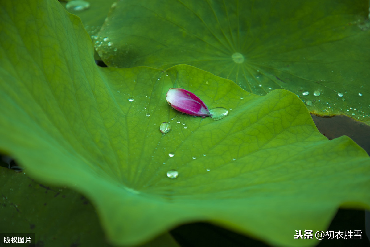 荷葉露珠美詩:盈盈荷上露,灼灼如明珠