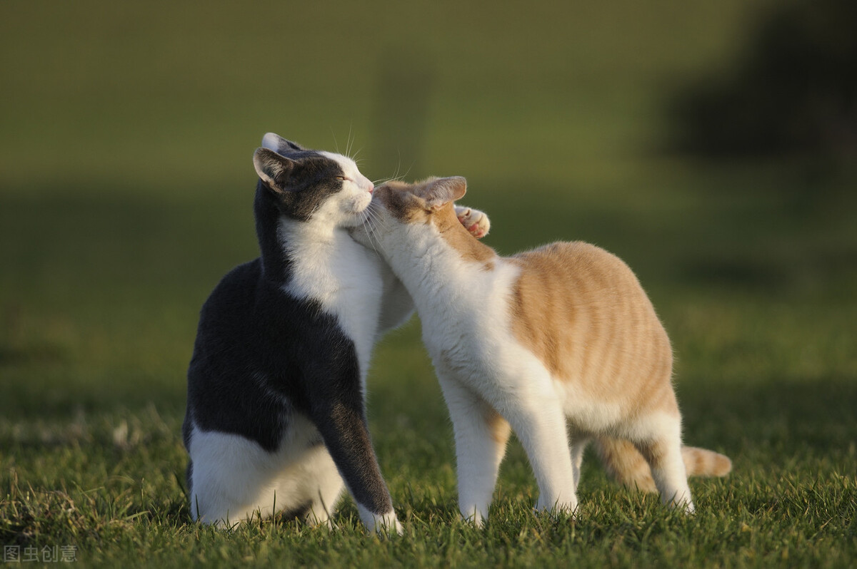 十二生肖为什么没有猫？