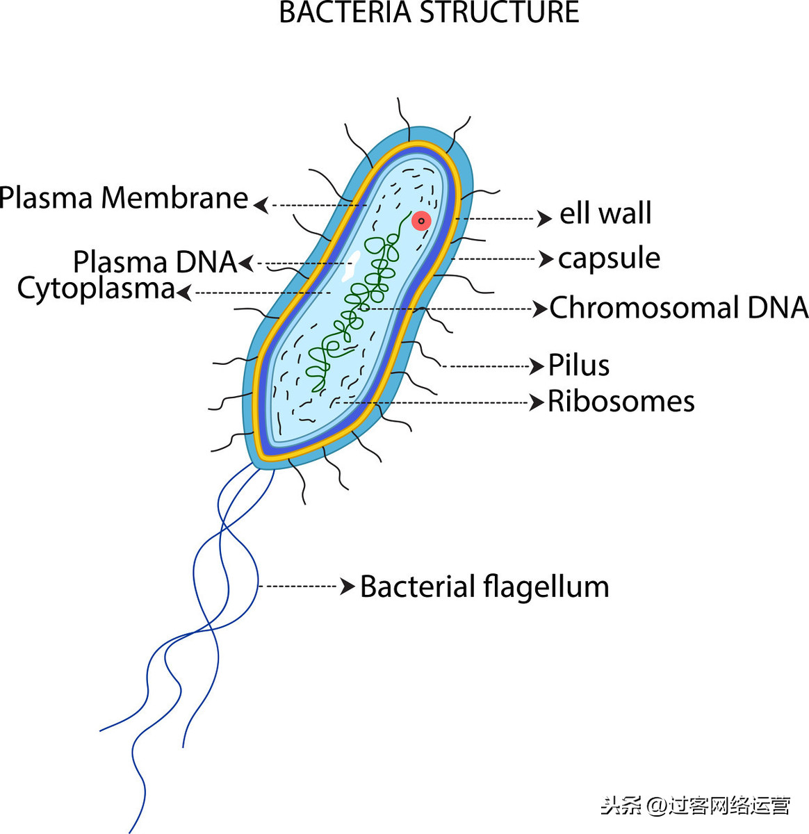 ab型血为什么叫变态(初中生物会考复习资料)