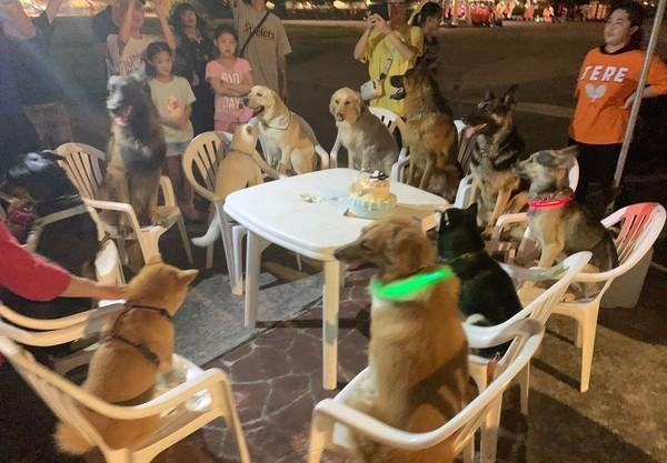 为陪6岁柴犬过生日，主人邀请12只狗狗过来作伴，狗多但超有秩序