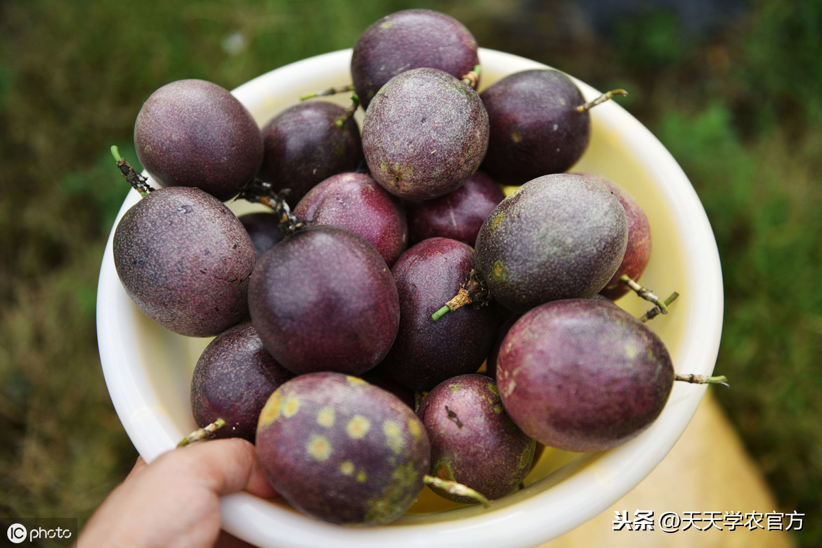 百香果种植技巧（手把手教你成为百香果的种植大师）