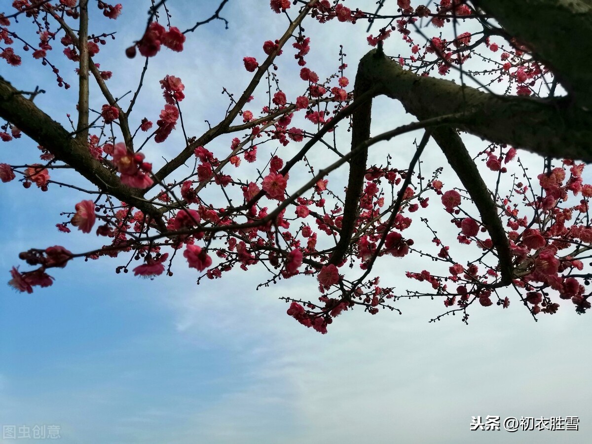 陆游慷慨爱国梅花诗三首，向来冰雪凝严地，直与天地争春回