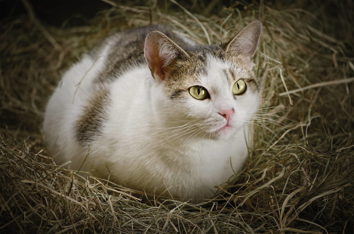 猫受伤严重或临死前，会离开家离开铲屎官，真实原因你知道吗？