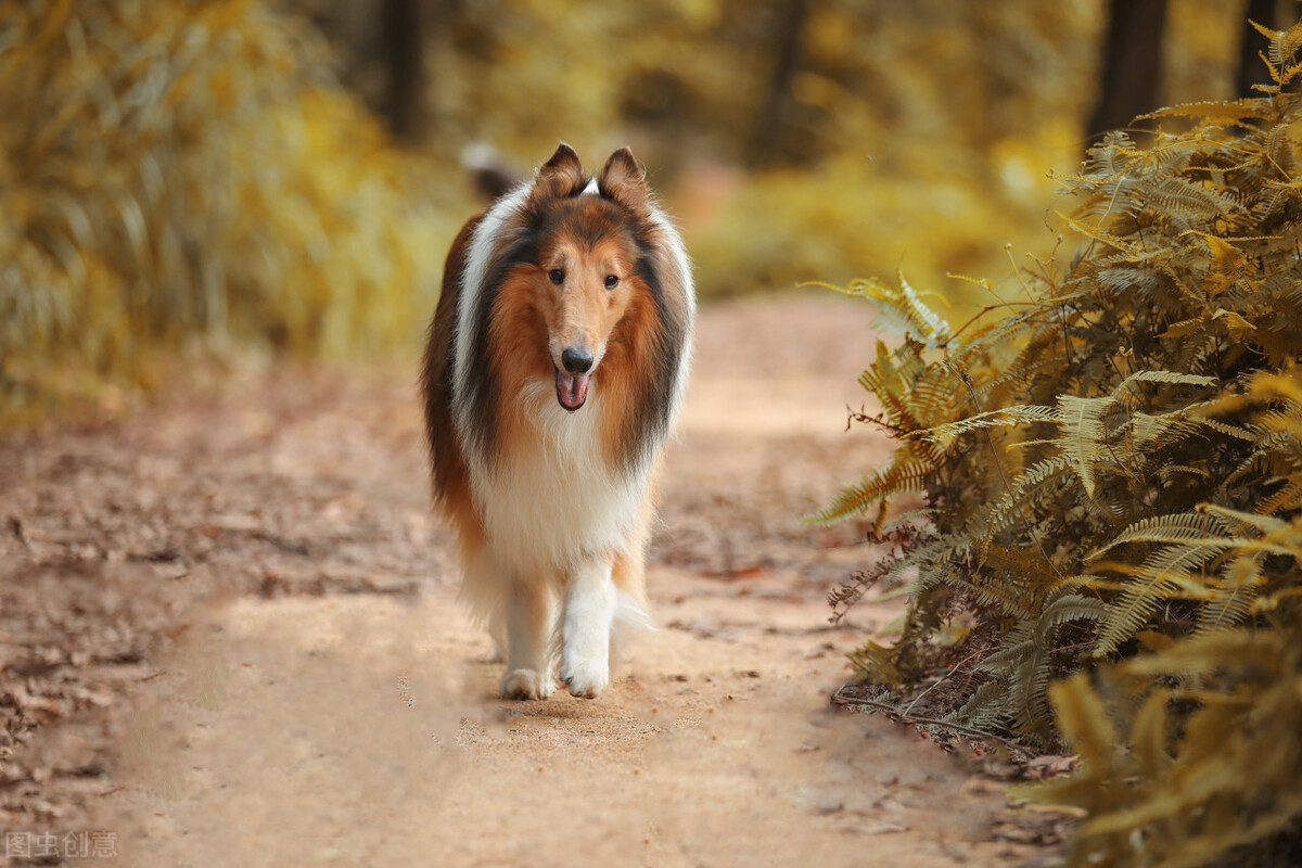 苏格兰牧羊犬图片