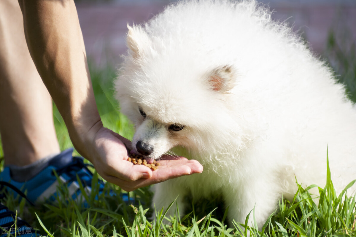 有这5个特征的“博美犬”，血统很纯