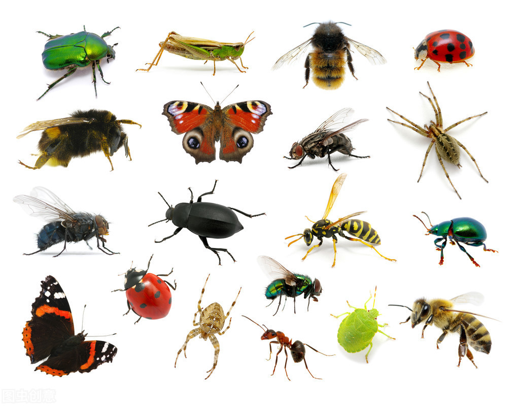 昆虫美食专辑：生活环境、美丽的昆虫、能吃的昆虫、8款昆虫美食