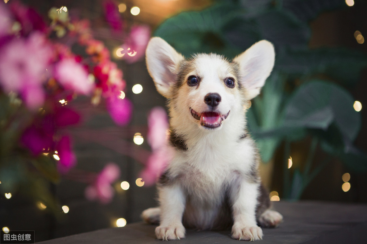 柯基犬太瘦了怎麼辦?