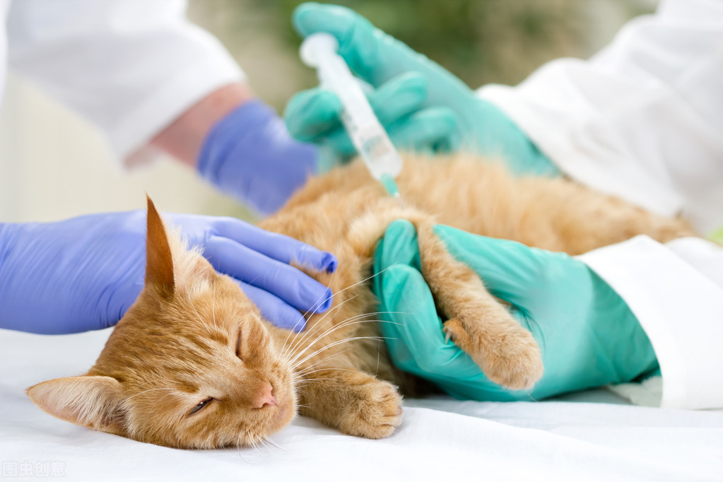 宠物家长们必看！超全的猫狗疫苗手册