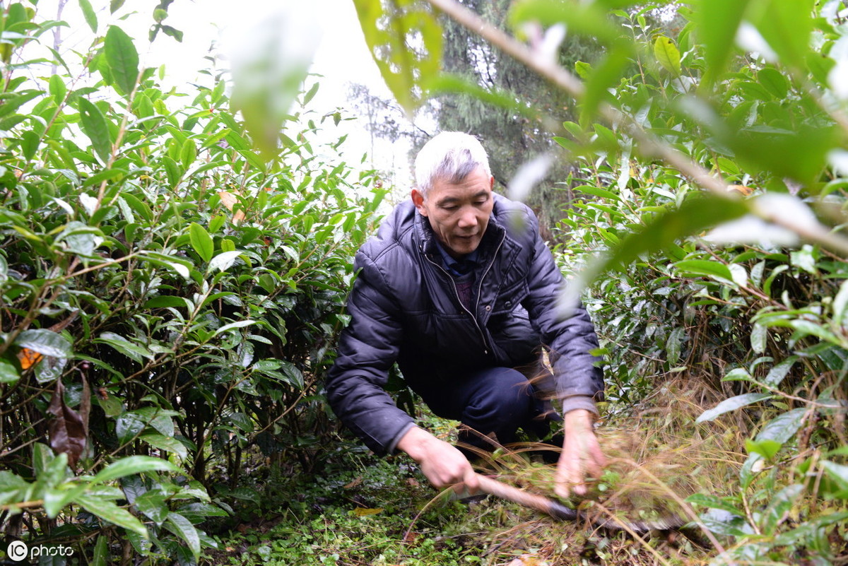 茶叶什么时候采摘最合适？采摘后如何管理茶园，才能增产增收？