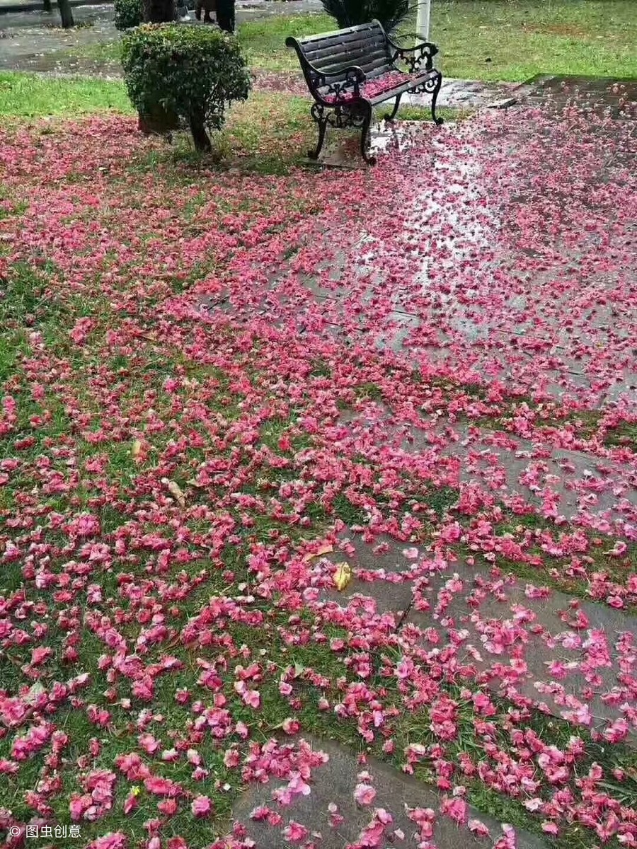 赏图吟句：落红铺地春将暮﻿