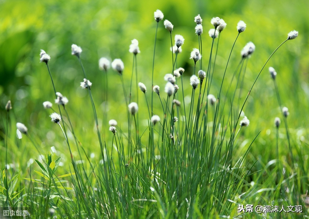 郁郁葱葱，坚韧不拔，春天到了，读读写草的诗词，感受灿烂的春光