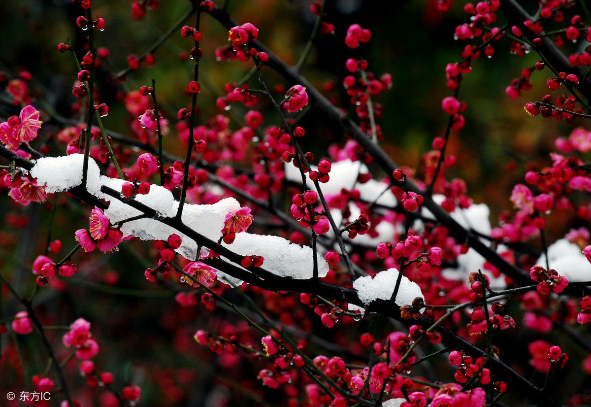 美丽的雪景图片腊梅花图片