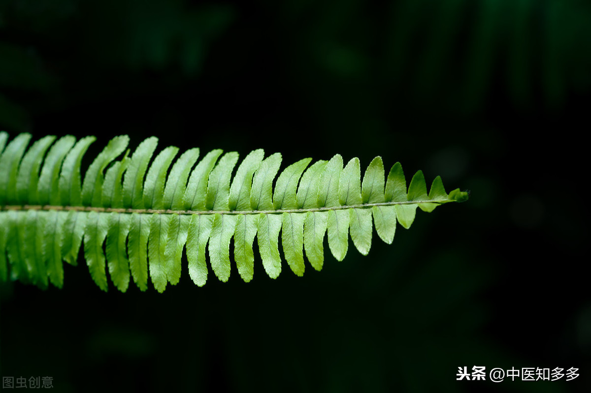 百草之鳳:鳳尾草—清熱而不寒中,利溼而不傷陰,涼血而不凝血