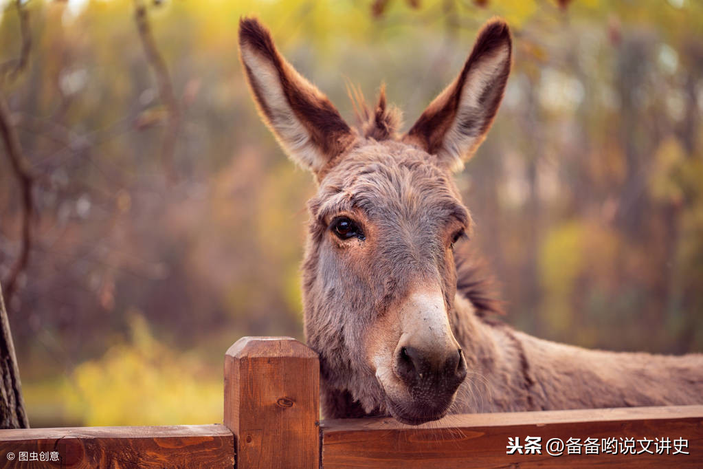 众将淡定自若(三国时期的诸葛氏家族，他们在这一时期都发挥了什么作用)