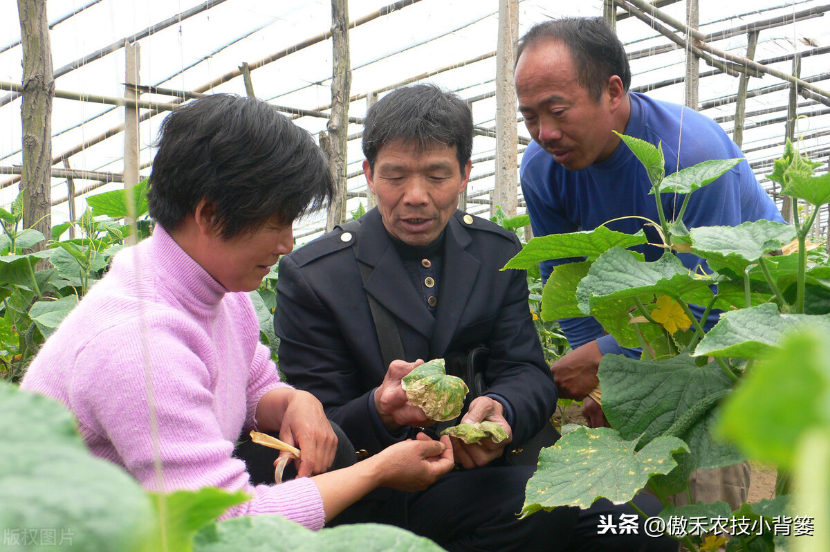 氨基寡糖素（使用安全防治作物病害要巧用）