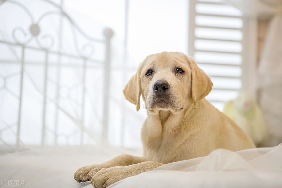 拉布拉多犬好养吗（了解拉布拉多犬的优缺点）
