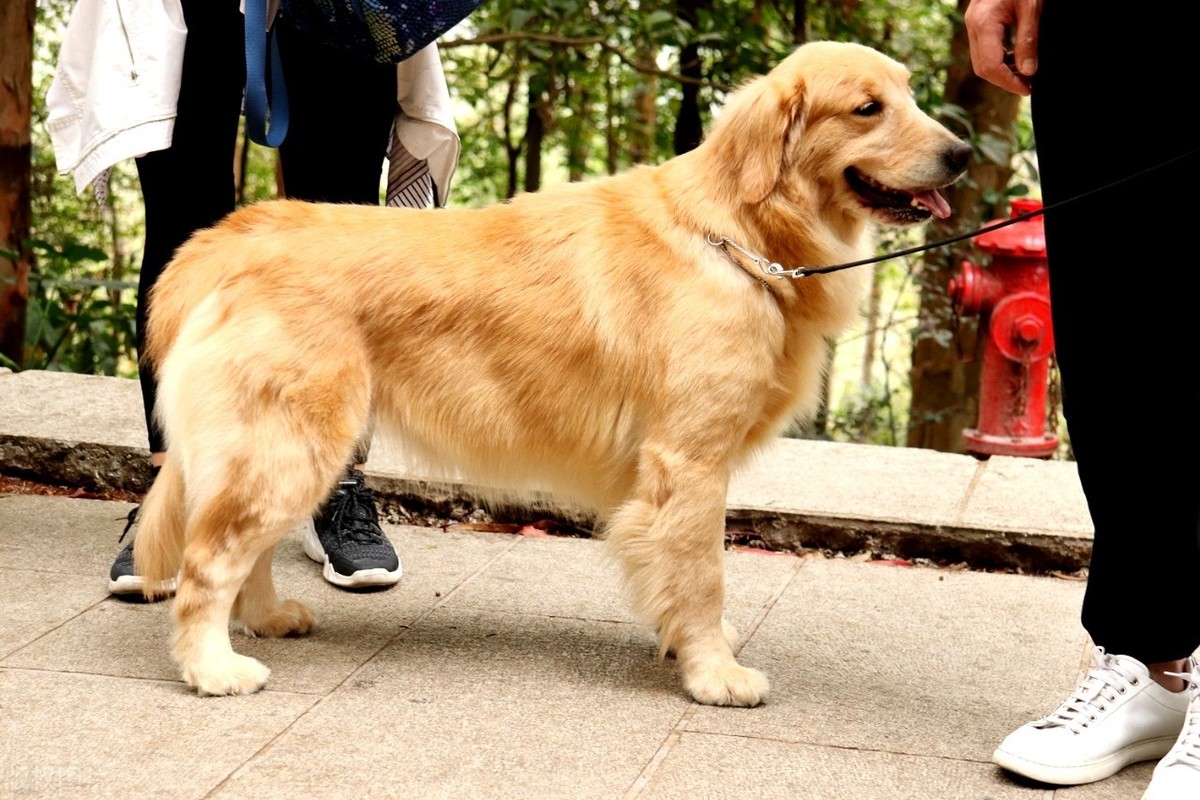 中国大型犬种图片