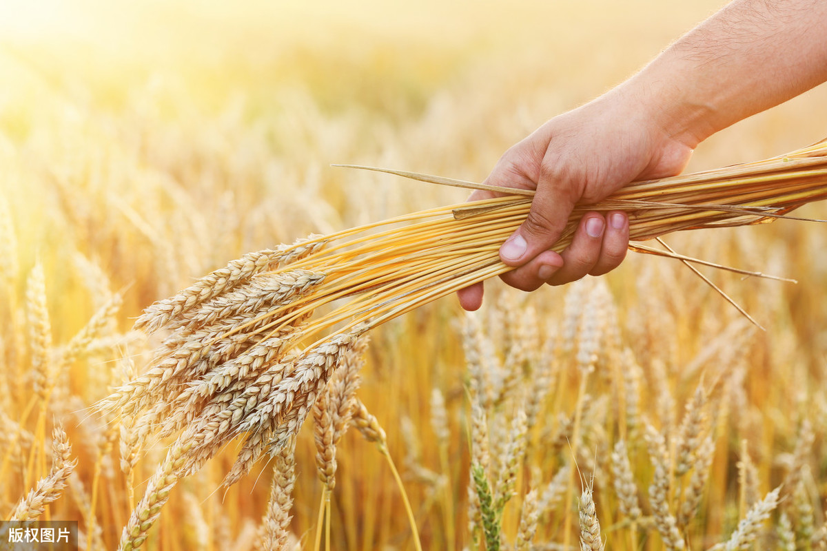 现在小麦多少钱一斤？2020下半年小麦价格最新行情如何？答案来了